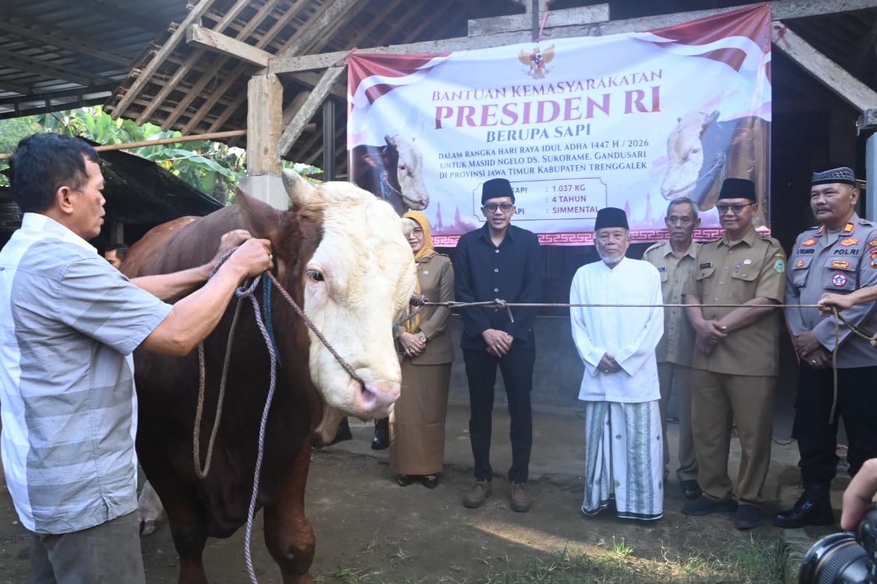 Wakil Bupati Trenggalek Syah Mohamad Natanegara menyerahkan secara simbolis sapi kurban bantuan Presiden RI Prabowo Subianto di Kabupaten Trenggalek, Selasa (26/5/2026). Sapi jenis Simmental berbobot 1.037 kilogram itu akan disembelih di Masjid Ngelo, Desa Sukorame, Kecamatan Gandusari saat Idul Adha 1447 Hijriah.